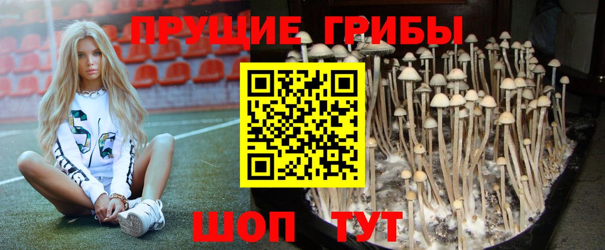 Псилоцибиновые грибы Psilocybine cubensis  Галлюциногенные грибы мицелий  Белореченск  Вход с VPN 